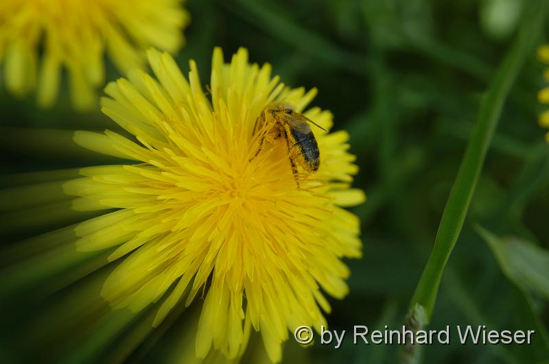 Loewenzahn mit Biene _03.jpg - Löwenzahnblüten mit Biene